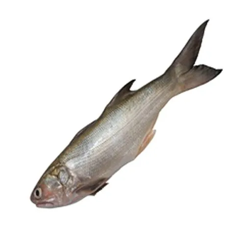 Fourfinger threadfin fish / Dara